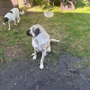 Verspielter Kangal, 1,5 Jahre, sucht Zuhause mit Garten und Zweithund Bild 3