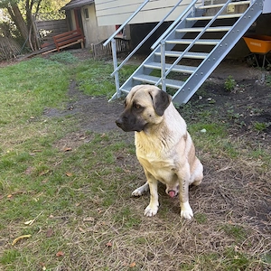 Verspielter Kangal, 1,5 Jahre, sucht Zuhause mit Garten und Zweithund Bild 5