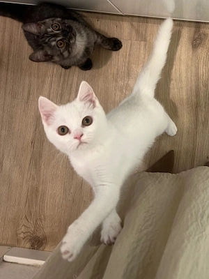 Bkh liebsvolle Kitten 