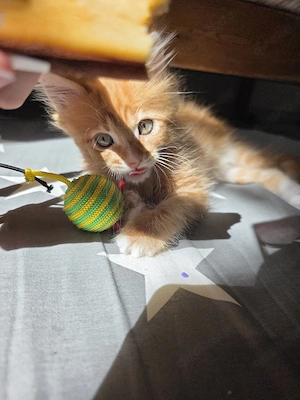 Kater so süß