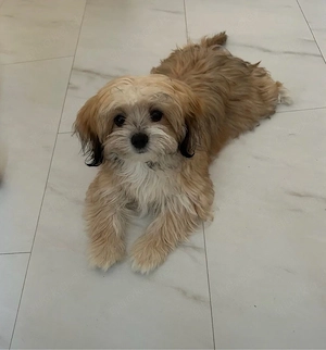 Chi-ChonDog