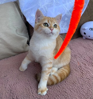 Reinrassige BKH Kitten mit Stammbaum, weiblich