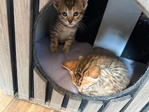 Bengalen mix Kitten wunderschöne zeichnung