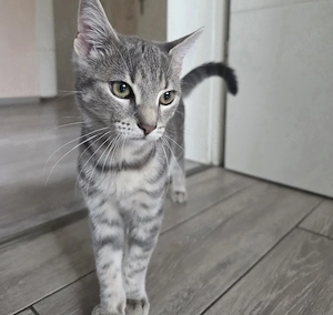 süßer Kater