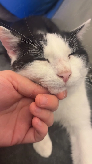 Hauskater Casper 