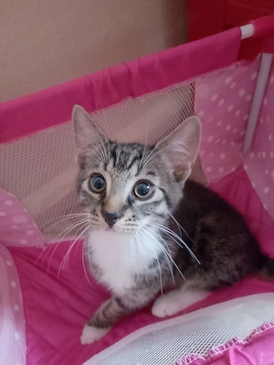 Katzen babys zuabgabe