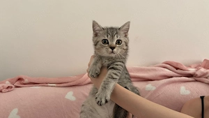 BKH Kitten