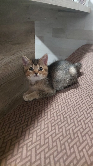 Sofort abgabebereit   Britisch Kurzhaar (BKH) Kitten suchen ein liebevolles Zuhause