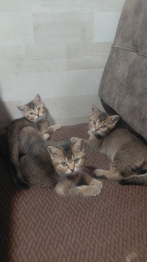 Sofort abgabebereit   Britisch Kurzhaar (BKH) Kitten suchen ein liebevolles Zuhause