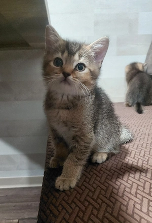 Sofort abgabebereit   Britisch Kurzhaar (BKH) Kitten suchen ein liebevolles Zuhause
