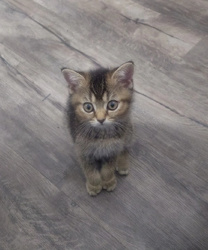 Sofort abgabebereit   Britisch Kurzhaar (BKH) Kitten suchen ein liebevolles Zuhause