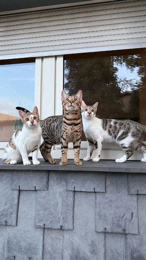 3 Bengal Mix Kitten