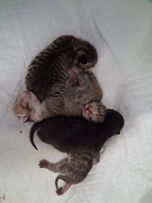 BKH Katzenbabys abzugeben