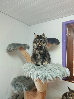 Maine Coon Kätzin mit Stammbaum