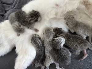 Britisch Kurzhaar Mix Kitten zu verkaufen