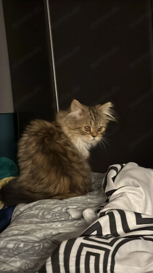 Zuckersüßes BKH-Perser-Mix Katzenmädchen Kira (geb. 3. Mai) sucht ein liebevolles Zuhause!