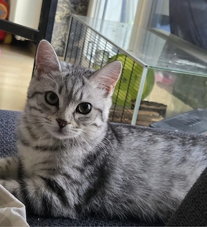 2 süße BKH kitten 