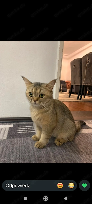 Liebevolle Zuhause für Mimi BKH Weiblich 