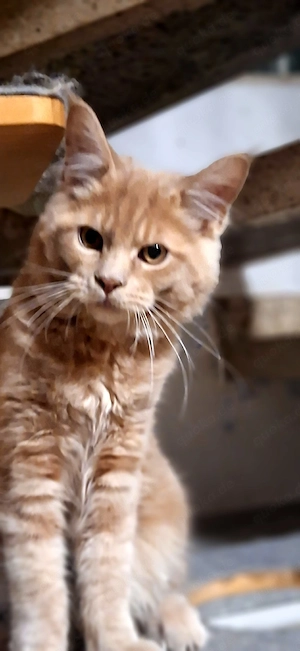 Reinrassige Maine-Coon Babys