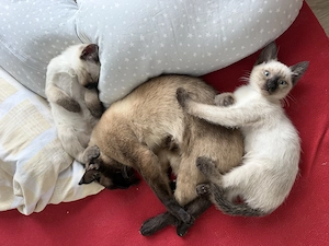  Siam-Kätzchen.- Noch drei Babys!! Bild 8