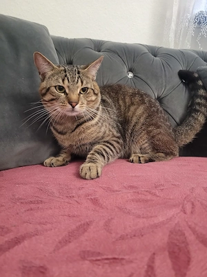 Hiermit verkaufe ich mein 2 jährige mein Kater