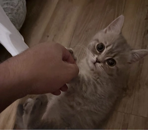 BKH Kitten abzugeben 