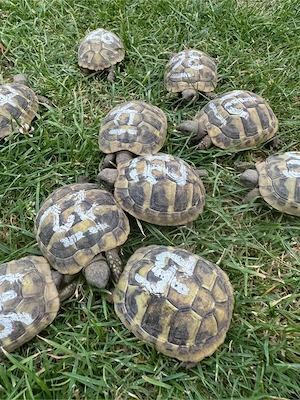 Griechische Landschildkröten 2024