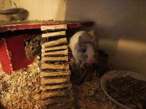 2 Degumädels suchen neues Heim