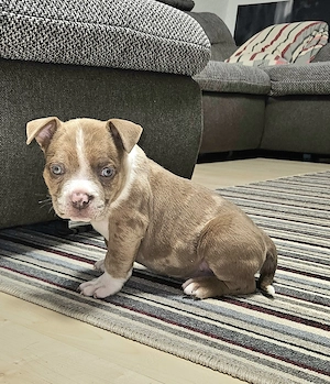 Wunderschöne American Bully Welpen suchen ein liebevolles Zuhause!!
