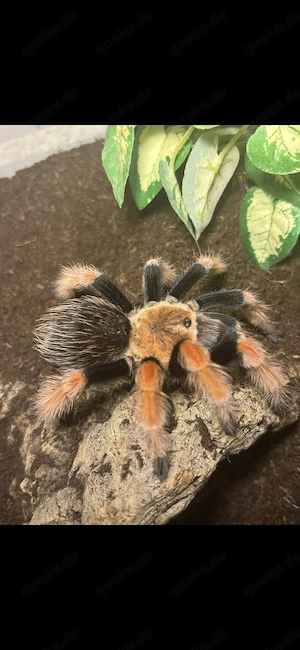 Brachypelma Boehmei 0.1 abzugeben 