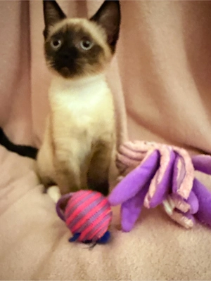 Siam Kitten abgabebereit 