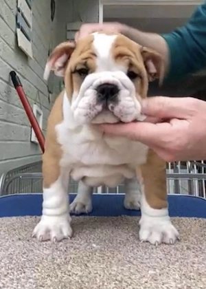  **Drei bezaubernde English Bulldogs suchen ein liebevolles neues Zuhause!** 