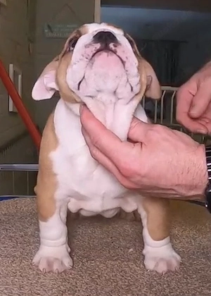  **Wunderschöne English-Bulldog-Welpen verfügbar!**   