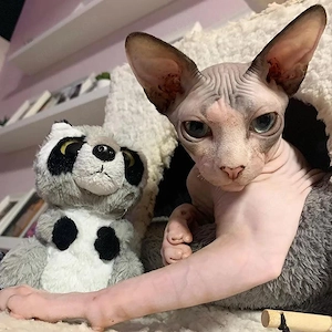  **Bezaubernde Sphynx-Kätzchen suchen ein liebevolles neues Zuhause!**   