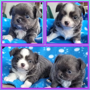 Reinrassiger Chihuahua-Welpe 