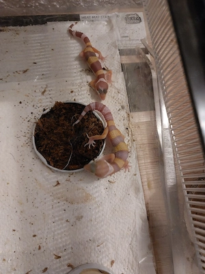 Leopardgeckos 