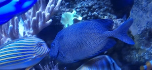 Siganus Punctatus Kaninchenfisch für Meerwasser Aquarium