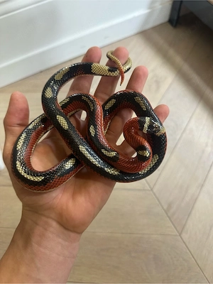 1.1 Lampropletis plyzona "sploched" Proven Breeders 