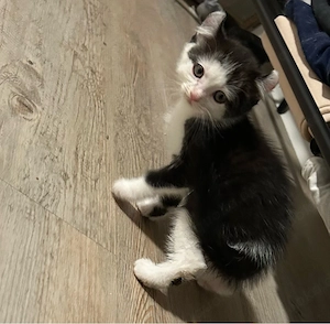 British Langhaar Kitte 