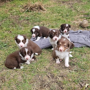 Süße braun weiße Border Collie Welpen 