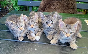 Sibirisch Europäische mix Kitten