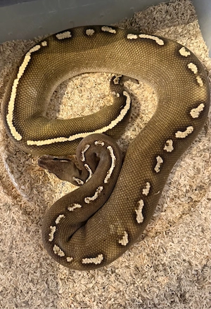 Königspythons