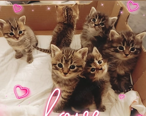  Liebevolle BKH-Kitten suchen ein schönes Zuhause 