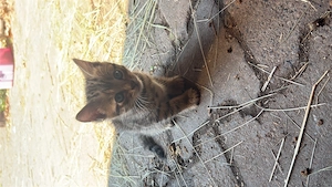 Bengal kater kitten
