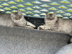 küschelweiche kitten