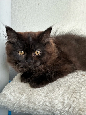 küschelweiche kitten