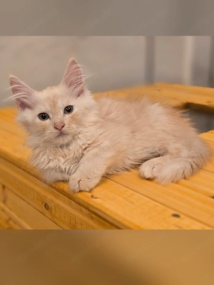 Maine Coon Mädchen 