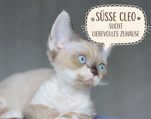 Kleine Devon-Rex-Katze Cleo sucht ein liebevolles Zuhause   Details im Text