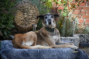Entspannte Galgo Mix Hündin sucht Körbchen 