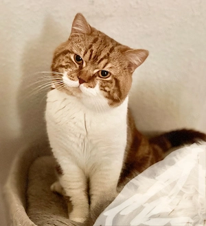 BKH cinnamon classic tabby golden white 